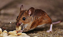 24 Hour & Emergency Exterminators in Pulaski, MS